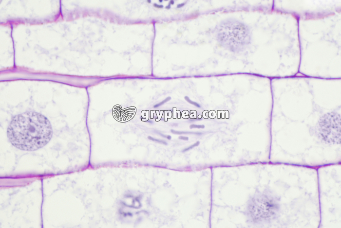 Mitose dans une racine de Blé (anaphase) x200 - gryphea.org